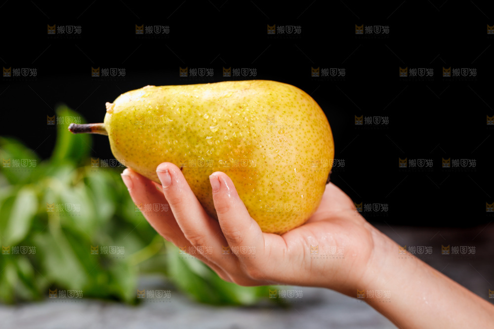 手里拿着烟台太婆梨