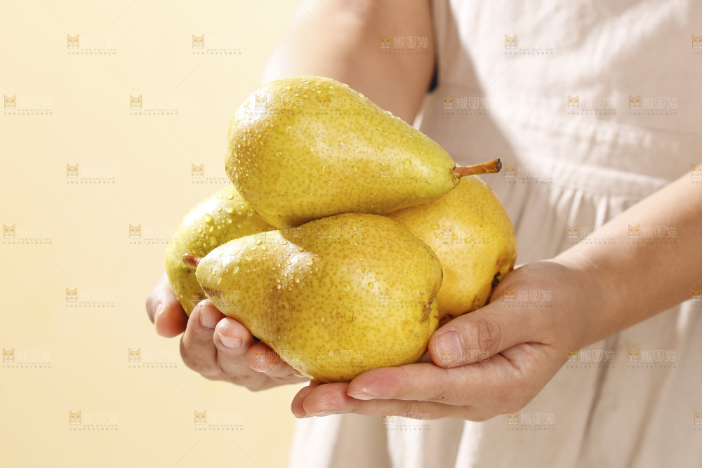 手里捧着太婆梨