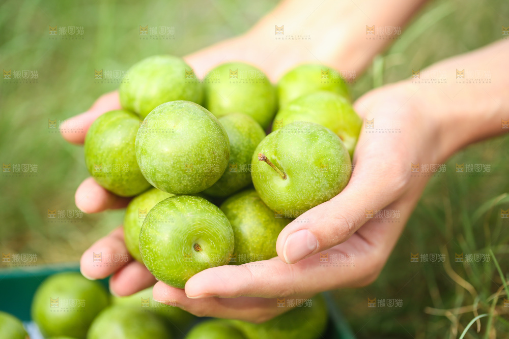 手里捧着脱骨李