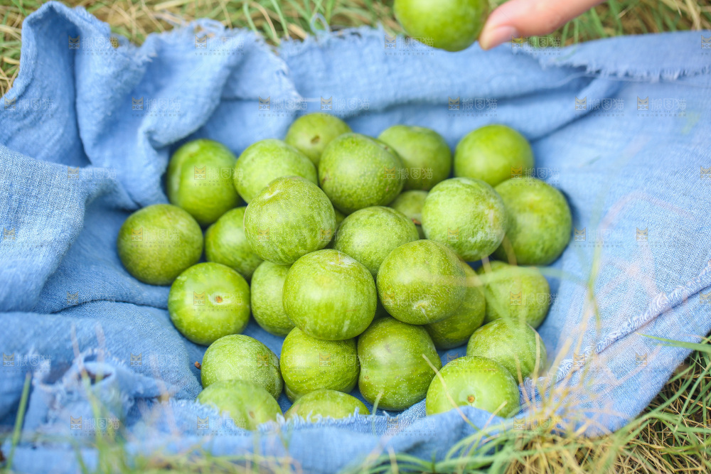 草地上堆放着四川脱骨李