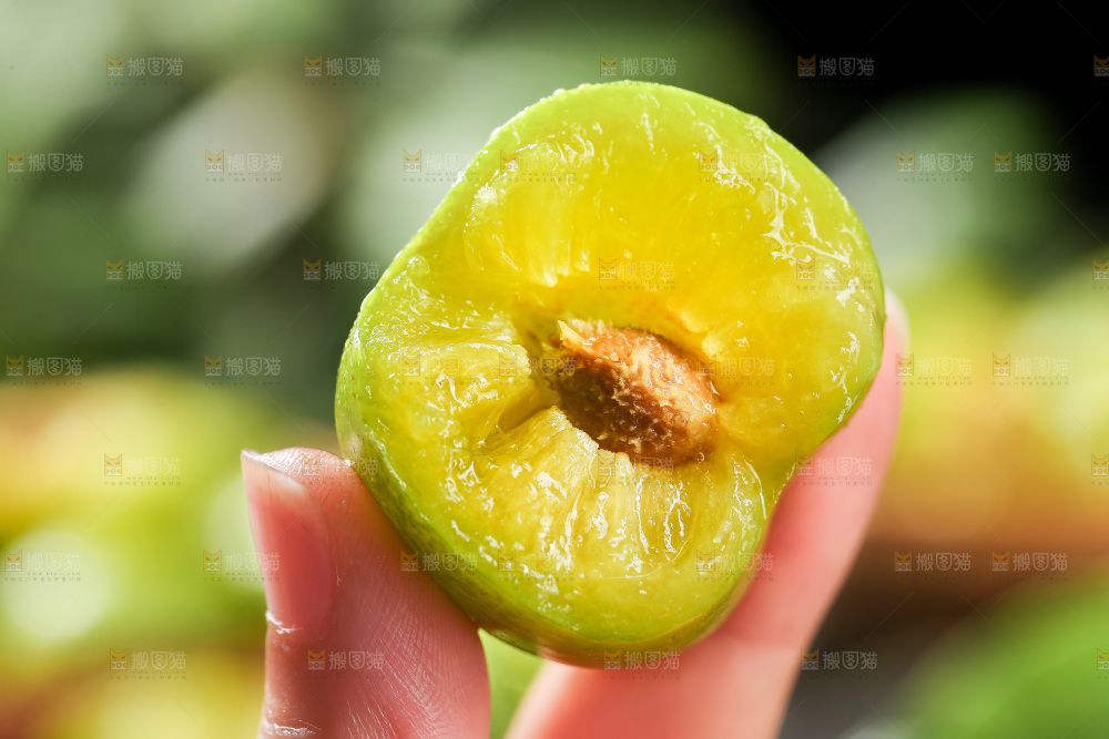 手拿着新鲜脱骨李