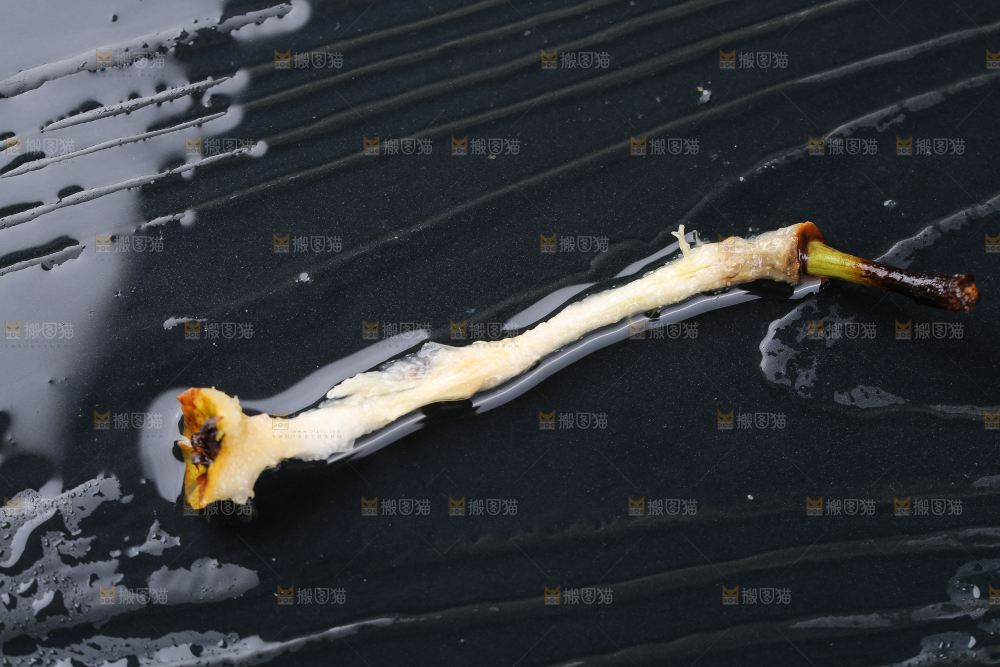 黑底上放着太婆梨果核
