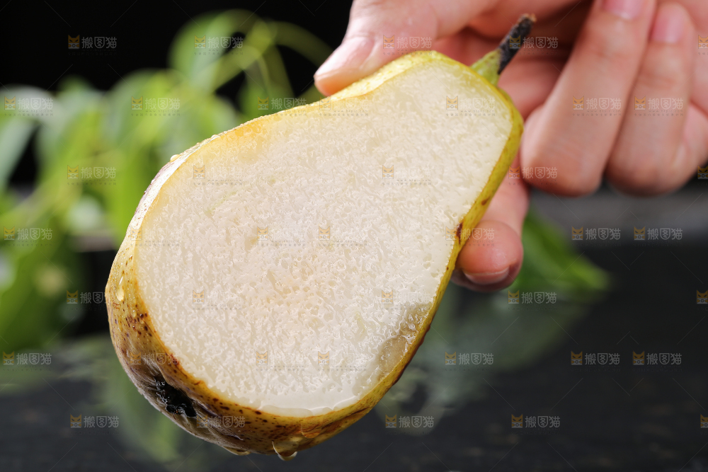 手拿着山东太婆梨