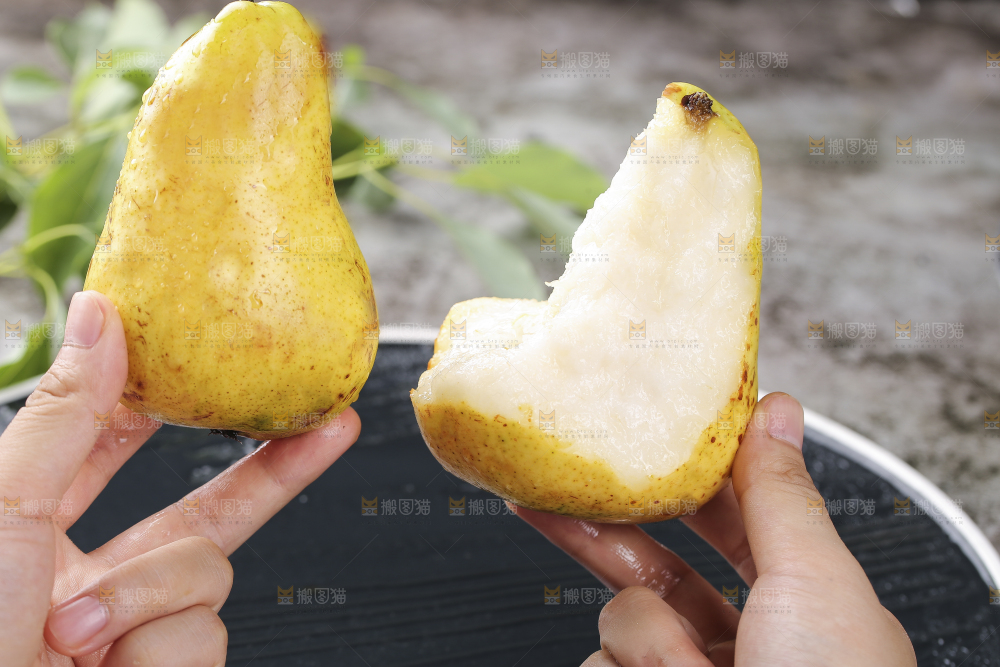 手上拿着山东太婆梨