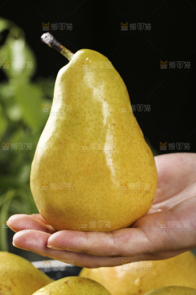 手上放着新鲜太婆梨