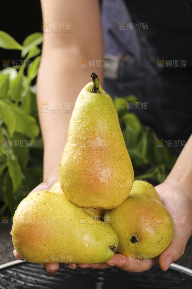 手上放着新鲜太婆梨