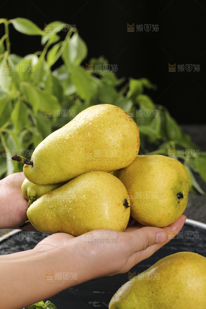 手里捧着烟台太婆梨