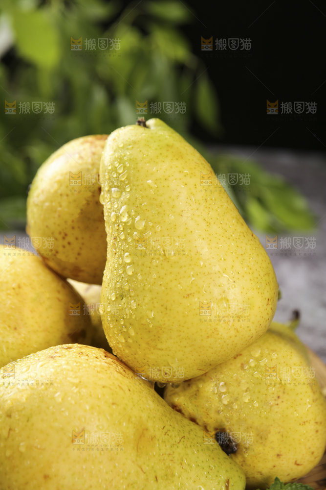 堆放着的太婆梨