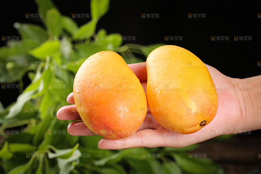 手上放着新鲜小台芒