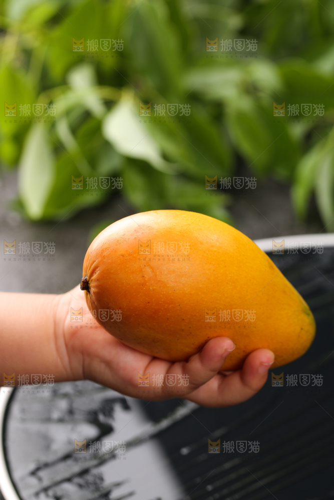 手里拿着新鲜台芒
