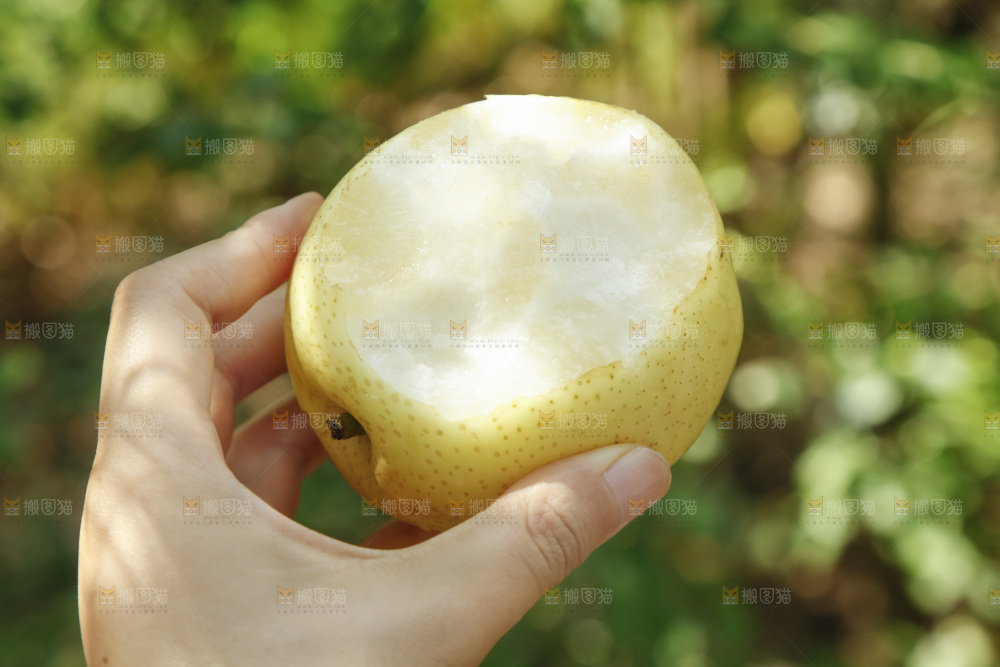 手里咬开的皇冠梨