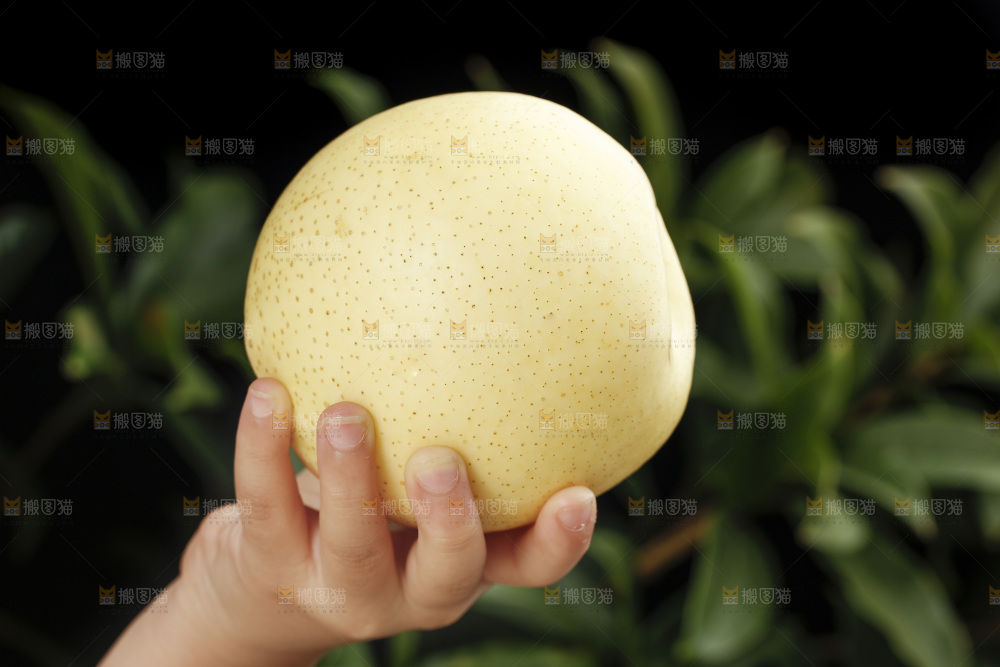 手里拿着新鲜皇冠梨