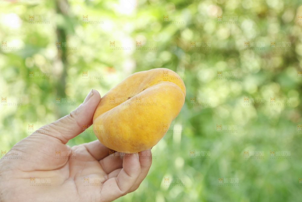 手里拿着新鲜黄蟠桃