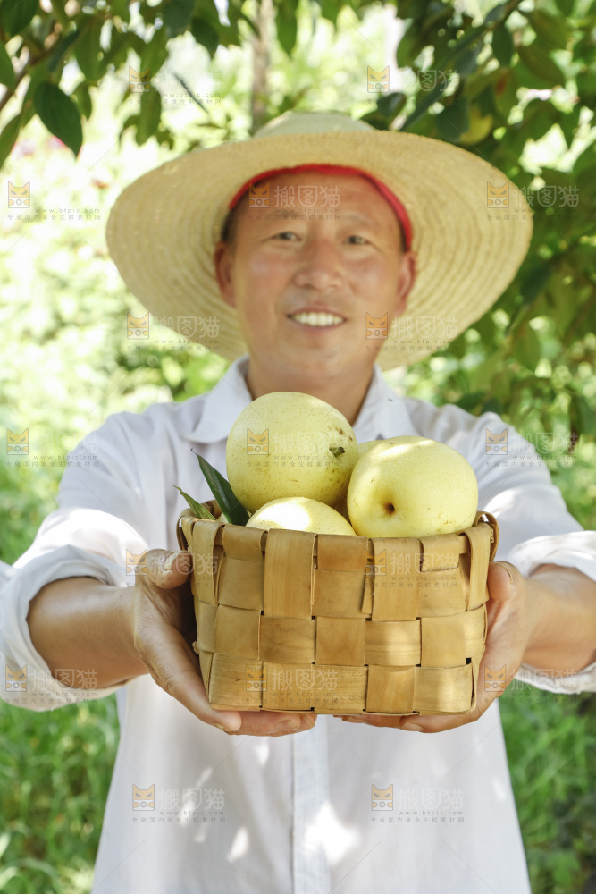 农民手里拿着一篮皇冠梨