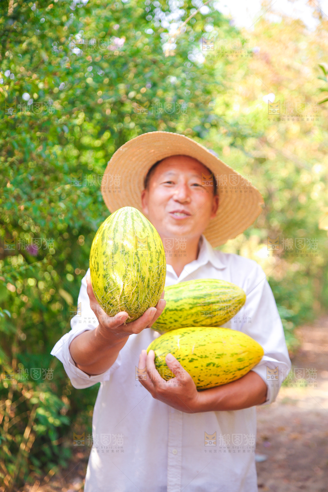 新疆伽师瓜