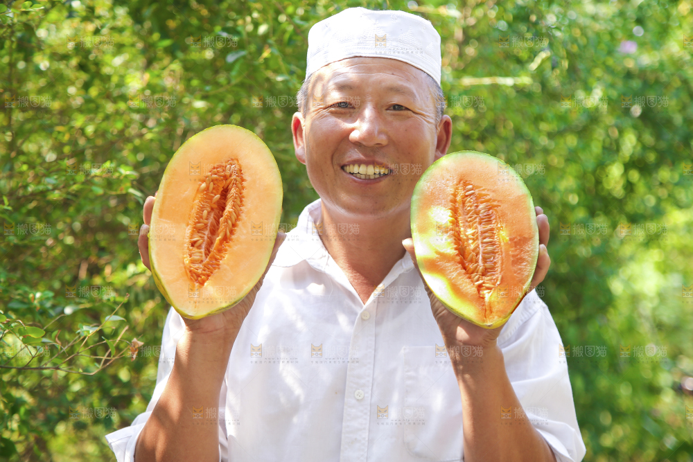 新疆伽师瓜