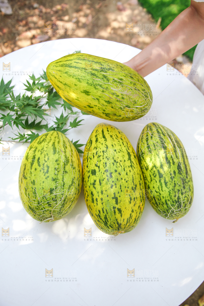 新疆伽师瓜