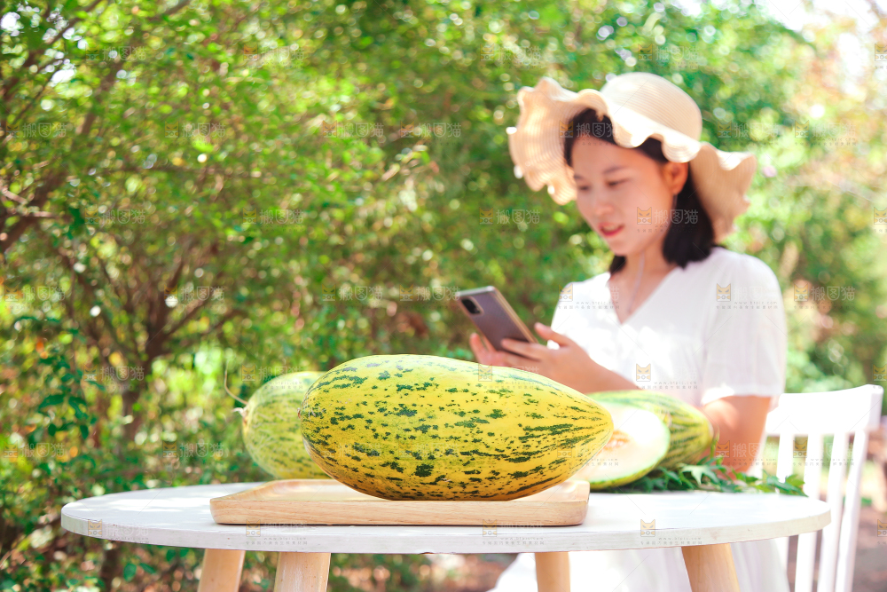 新疆伽师瓜