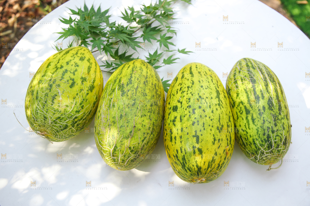 新疆伽师瓜