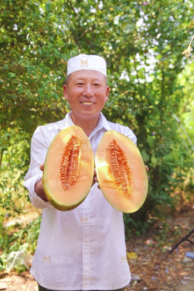 新疆伽师瓜