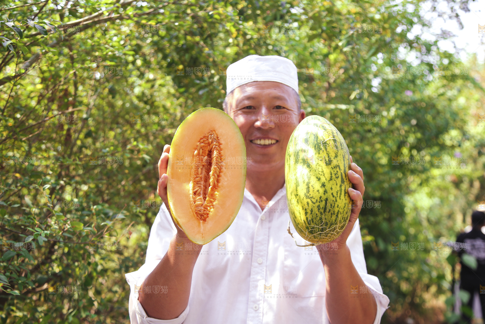 新疆伽师瓜