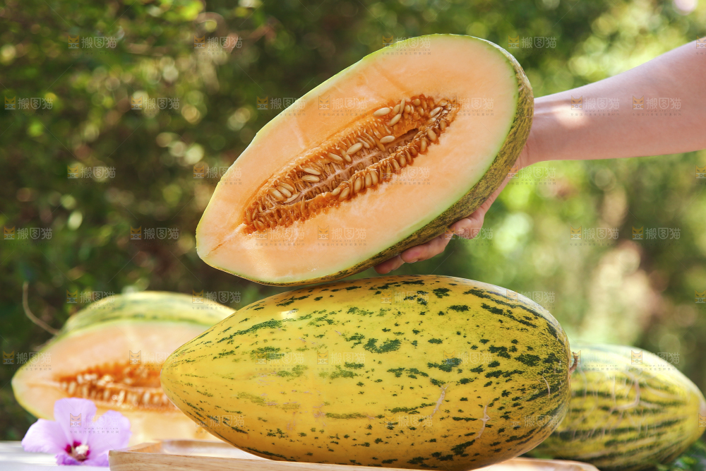 新疆伽师瓜