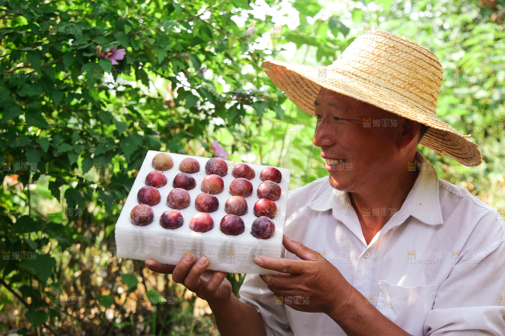 农民手里拿着一盒脆红李