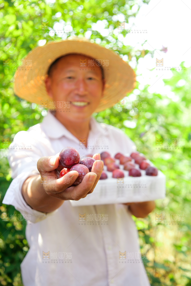 农民手里拿着脆红李