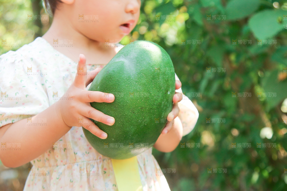 小孩手里拿着青皮凯特芒