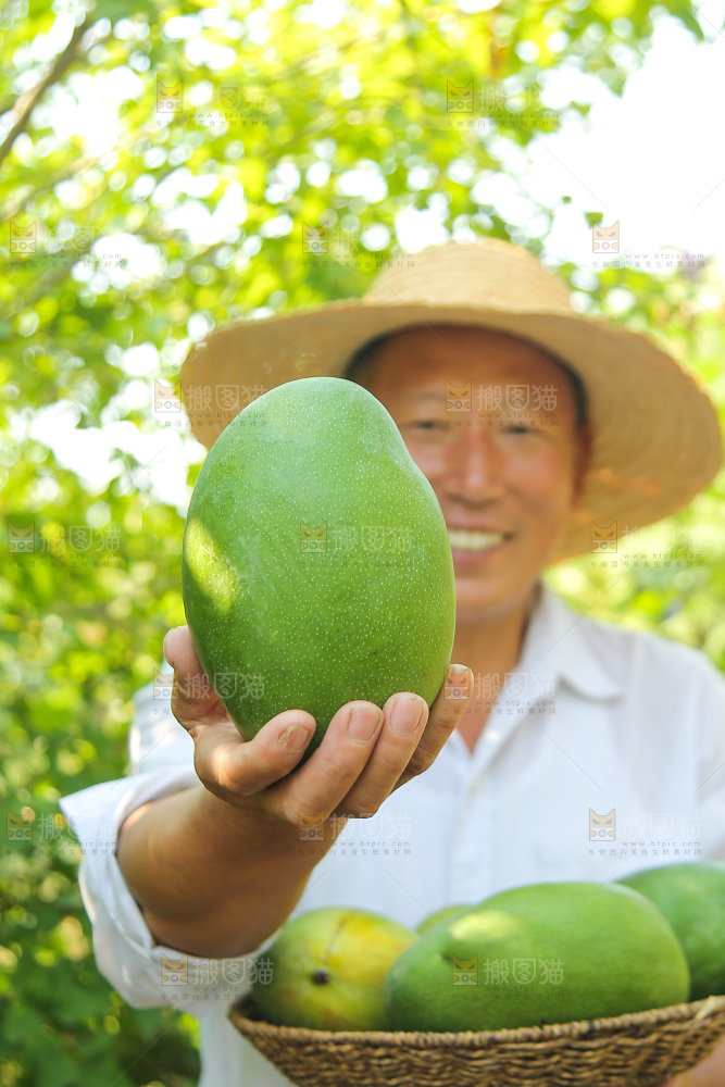 农民手里拿着青皮凯特芒