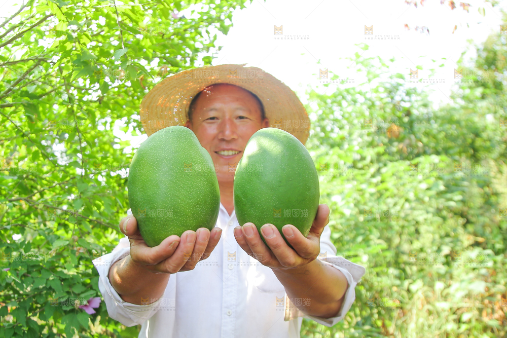 农民手里拿着青皮凯特芒