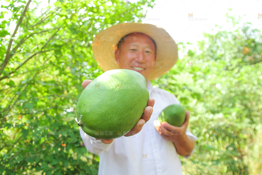 农民手里拿着青皮凯特芒