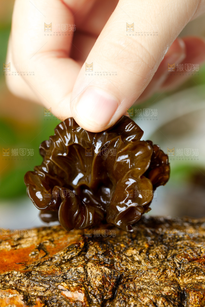 手里拿着黑木耳