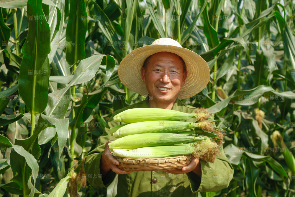 农民手里拿着一筐玉米