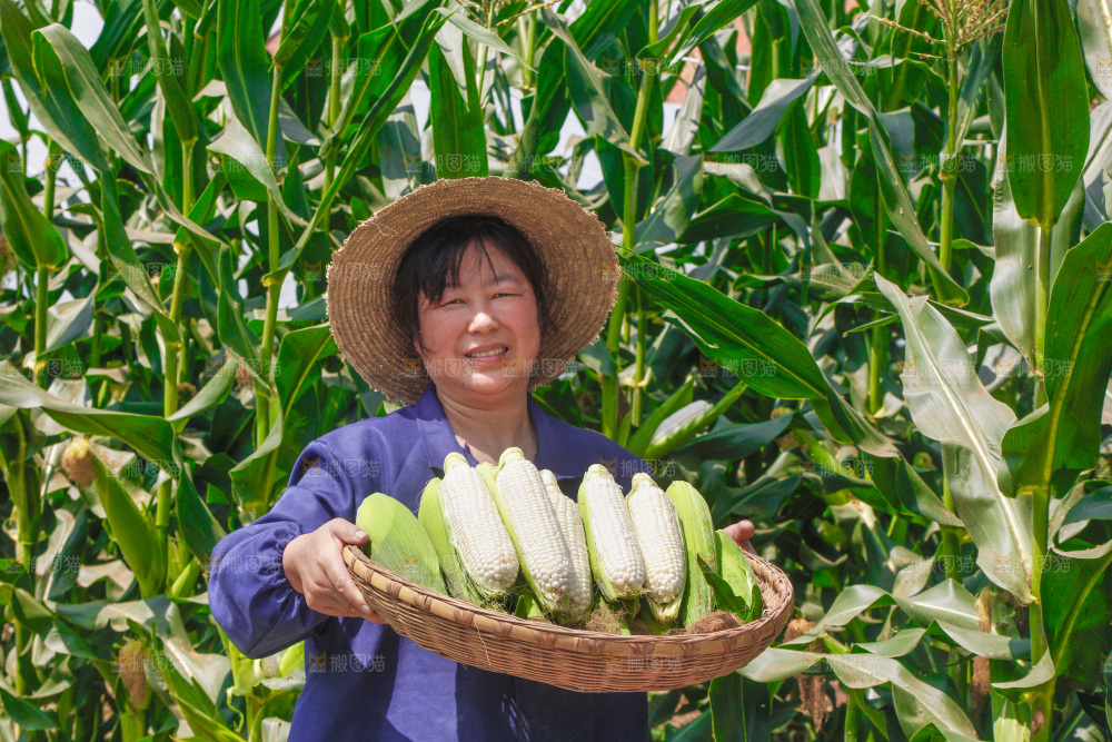 农民手里拿着一筐白玉米