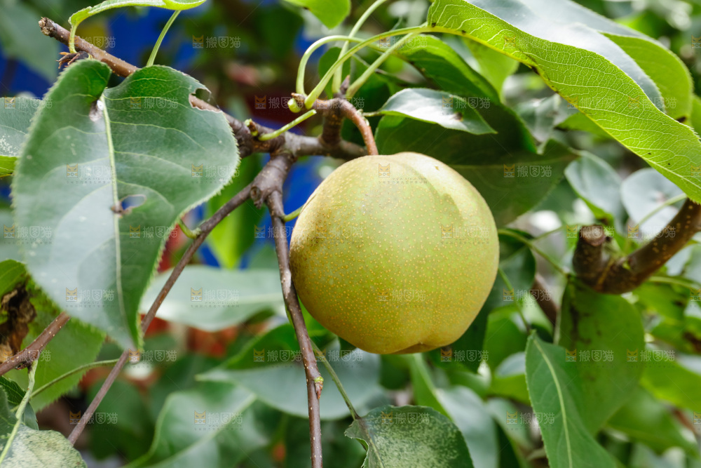 梨树上的青皮梨