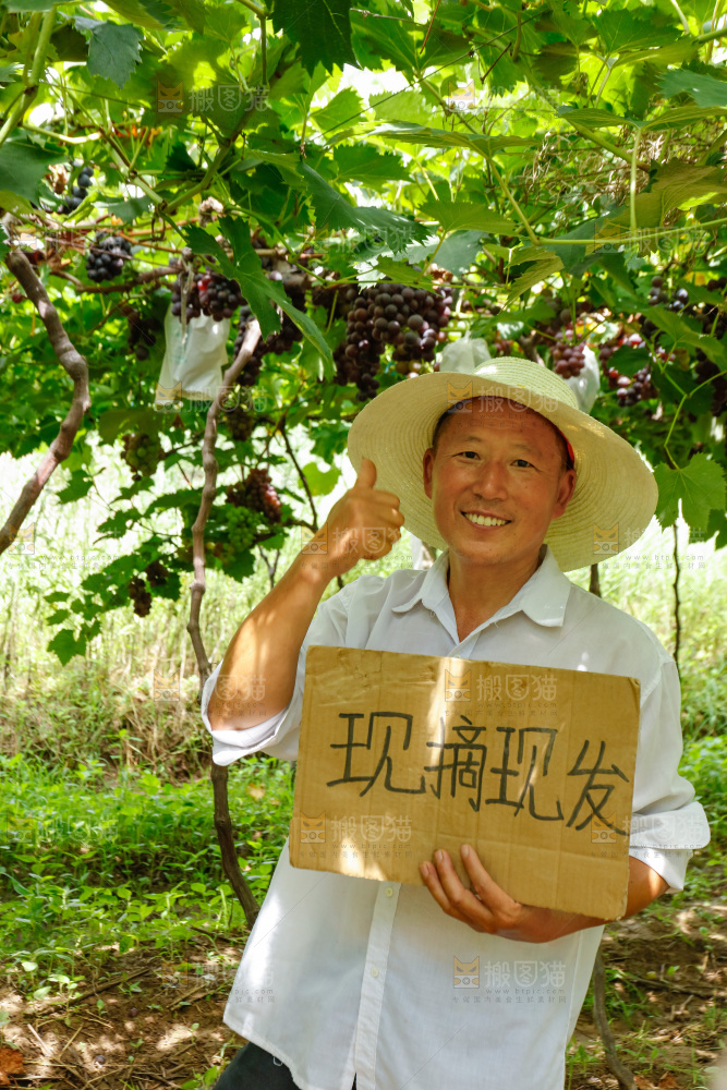 农民站在葡萄藤下