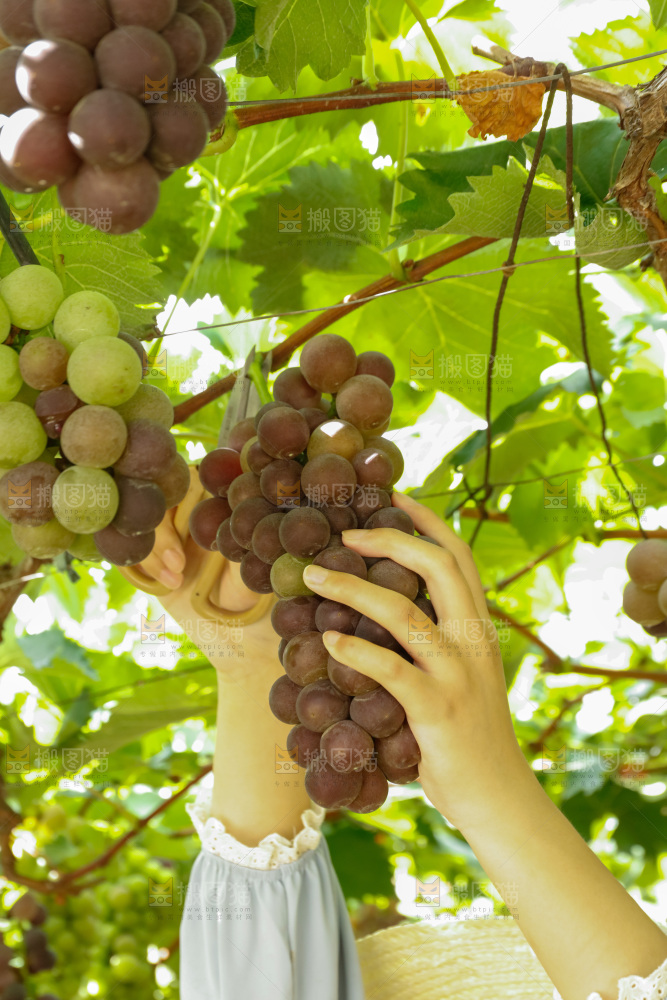 正在采摘紫葡萄