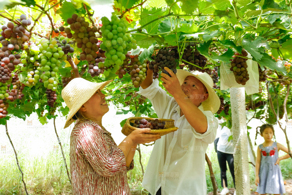 农民正在采摘新鲜葡萄