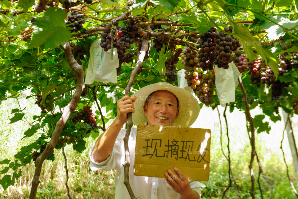 农民站在葡萄藤下