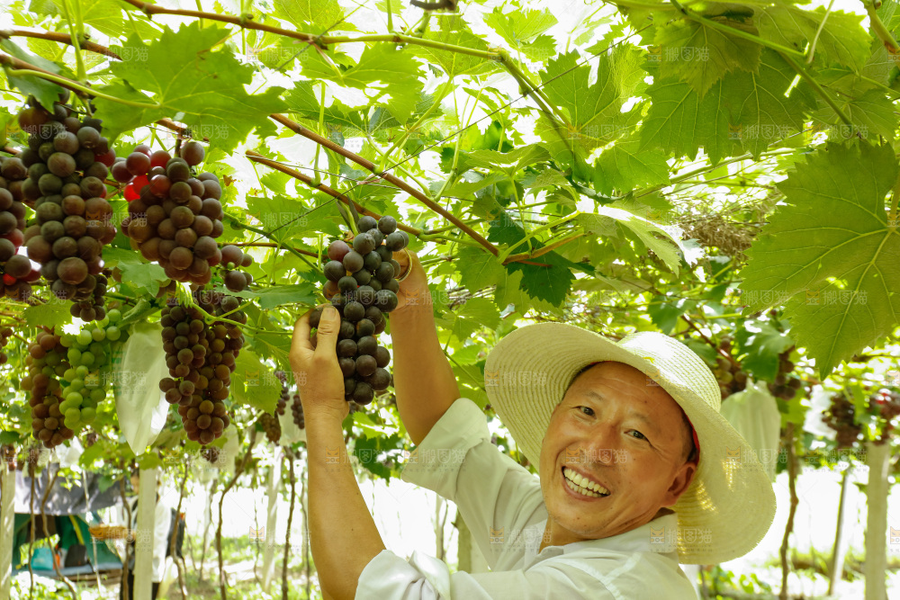 农民正在采摘葡萄