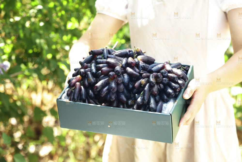 手里拿着礼品盒装的手指葡萄