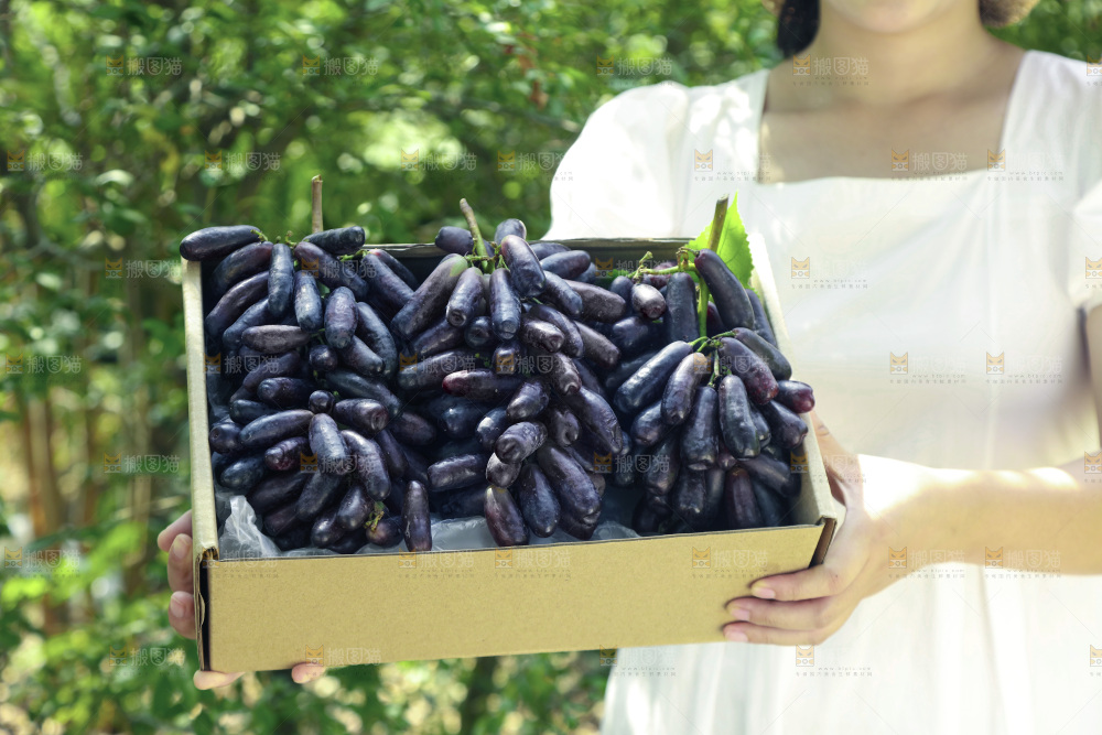 礼品盒里的美人指葡萄