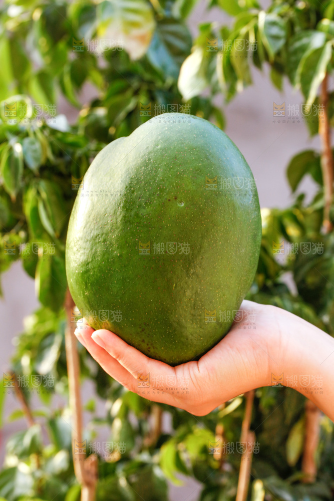 手里拿着青皮凯特芒