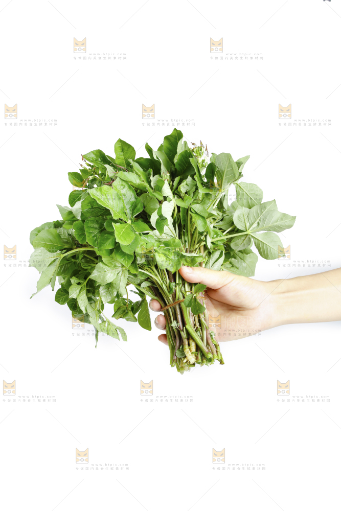 手里拿着一把白花菜
