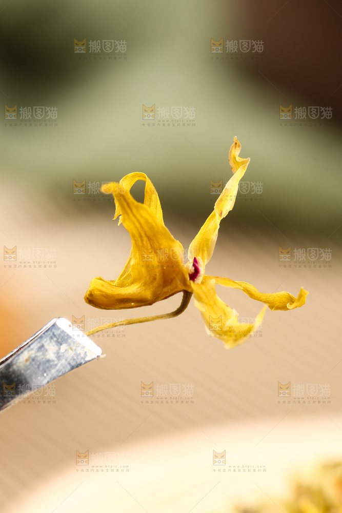 一朵干的石斛花