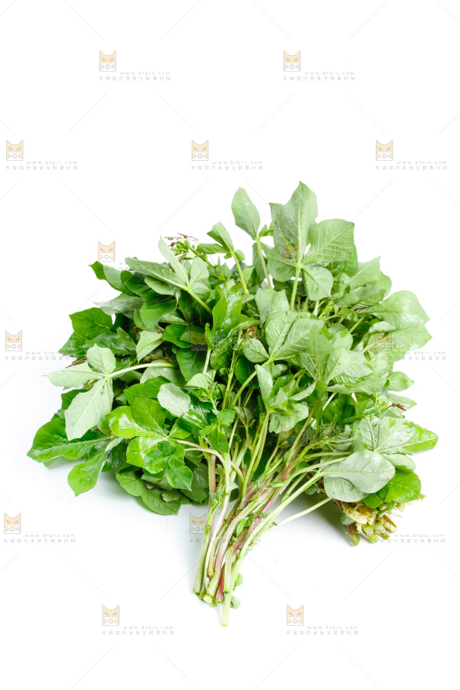白底上放着湖北白花菜
