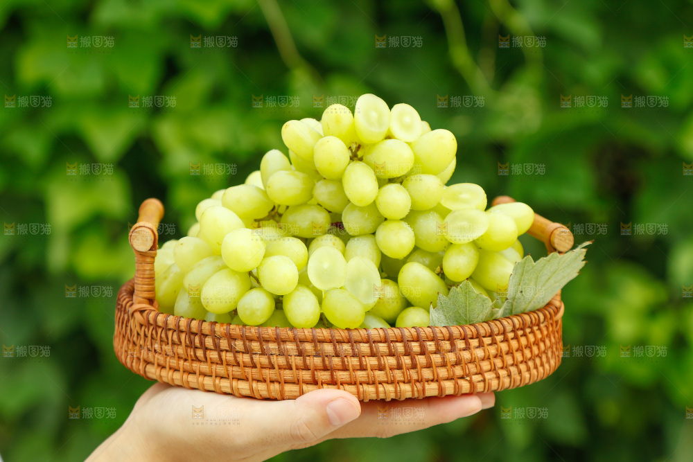 手里端着一篮新疆无核白葡萄