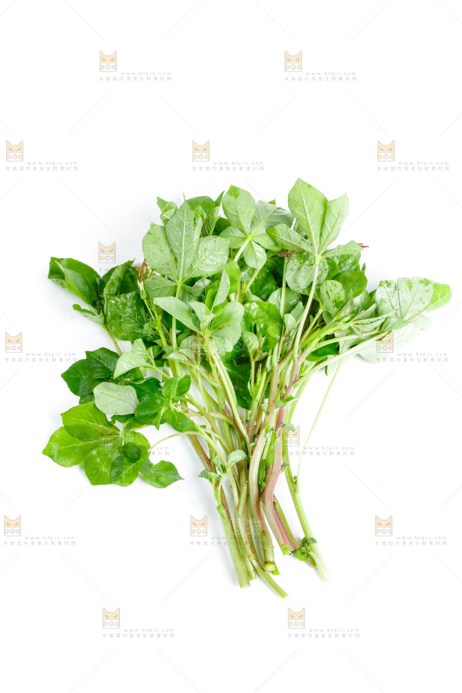 白底上放着湖北白花菜