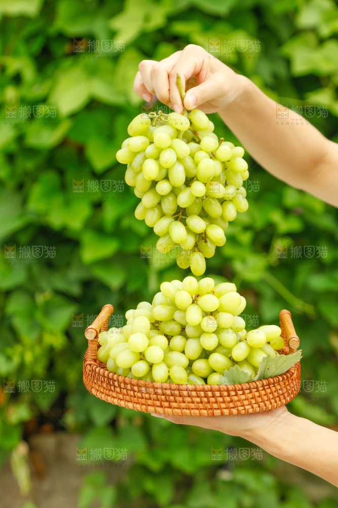 手里端着一篮新疆无核白葡萄